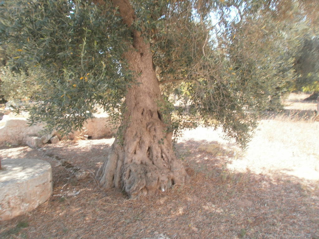 Masseria Nuova Франкавила Фонтана Екстериор снимка